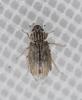 Helophorus sp.